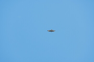 dans le bleu du ciel : le vol majestueux de la buse variable