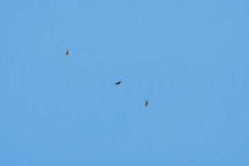 dans le bleu du ciel : le vol majestueux de la buse variable