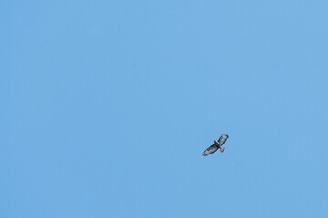 dans le bleu du ciel : le vol majestueux de la buse variable