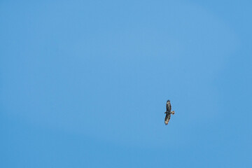 dans le bleu du ciel : le vol majestueux de la buse variable