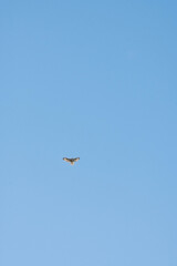 dans le bleu du ciel : le vol majestueux de la buse variable