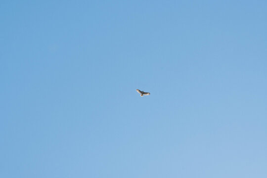 dans le bleu du ciel : le vol majestueux de la buse variable