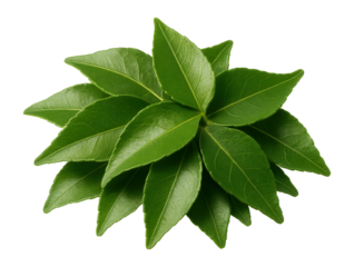 Whole curry leaves in a small heap