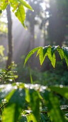 Sunlight filtering through a lush forest (1)