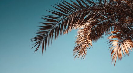 Palm fronds against a vibrant sky (2)