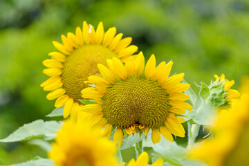 Bright yellow sunflowers blooming in summer field