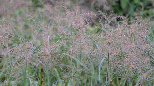 Purple Nutsedge, a species of grass swaying against the wind