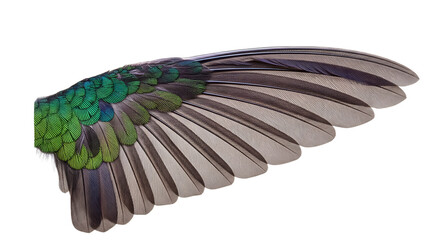 Bird Wing Feather Detail