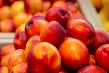Close up of Nectarines stacked together. Large number of ripe soft nectarines on the counter
