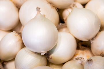Close-up of white unpeeled onion. Proper nutrition and spices for tasty food