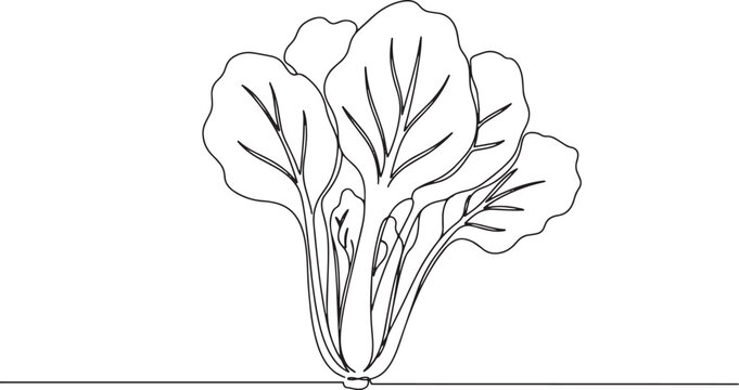 Elegant minimalist line art illustration of a fresh mizuna veget
