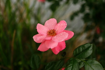 Pink Rose