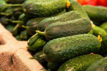 Close up of row of fresh juice green cucumbers from local farmers on the counter of a greengrocer. Local organic vegetables in the store. Sustainable agriculture.