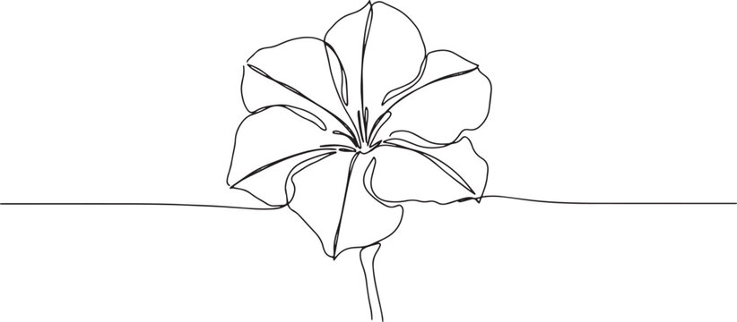 Continuous line drawing showcasing a simple desert rose flower i
