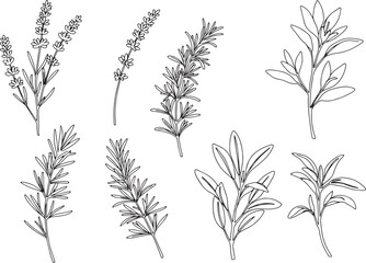 Botanical illustration of culinary herbs, lavender, rosemary and