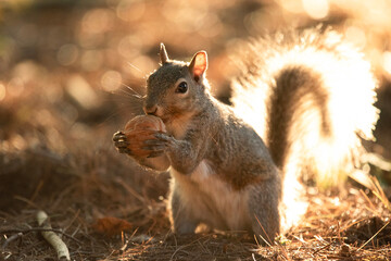 Grey Squirrel Eating a Walnut