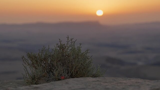 Golden sun rising over a vast, hazy desert landscape with a succulent plant in the foreground. Growing in tough arid condition. Resilience of nature. Israel Ramon Crater in Negev region