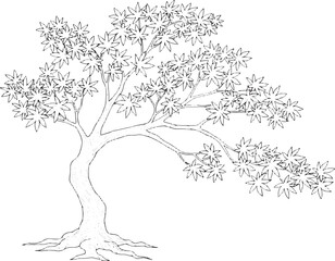 Obraz premium Detailed line drawing of a Japanese maple tree with delicate lea