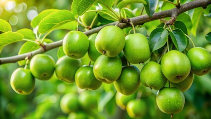 Green apples growing on a tree branch in sunlight