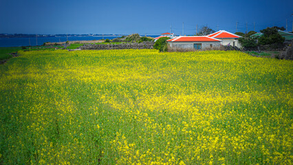 Spring scenery of yellow rapeseed flowers in bloom with basalt stone wall on Udo Island, in Jeju, South Korea
