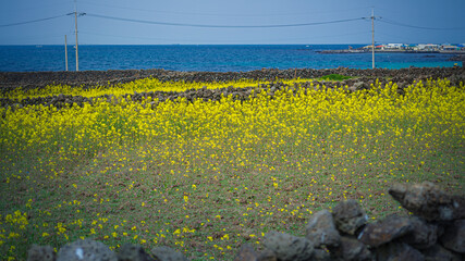Spring scenery of yellow rapeseed flowers in bloom with basalt stone wall on Udo Island, in Jeju, South Korea