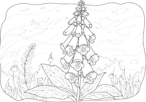 Detailed foxglove flower outline illustration in a whimsical mea