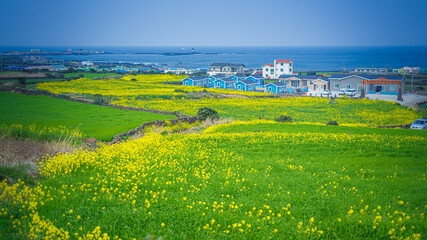 Spring scenery of yellow rapeseed flowers in bloom with basalt stone wall on Udo Island, in Jeju, South Korea