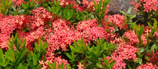 Red Ixora Flower Clusters Blooming in Garden with Green Leaves