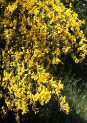 Obraz premium Genét à balais, Cytisus scoparius