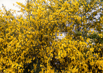 Genét à balais, Cytisus scoparius
