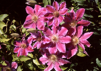 clematite, Clematis spp., variete Nelly Moser
