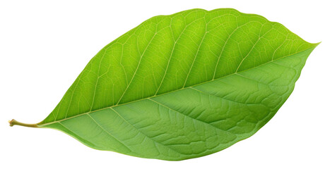 Obraz premium PNG Leaf plant white background freshness.