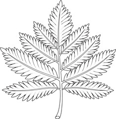 Naklejka premium Elegant Metasequoia Leaf Illustration showcasing intricate botan