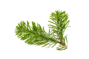 branch of pine tree isolated on white or transparent png