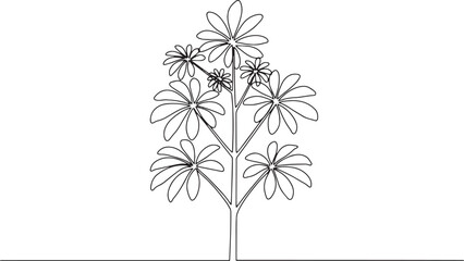 Elegant contour line drawing of a schefflera plant representing