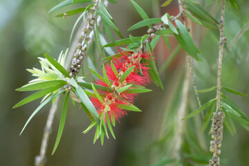 red and green brush tree