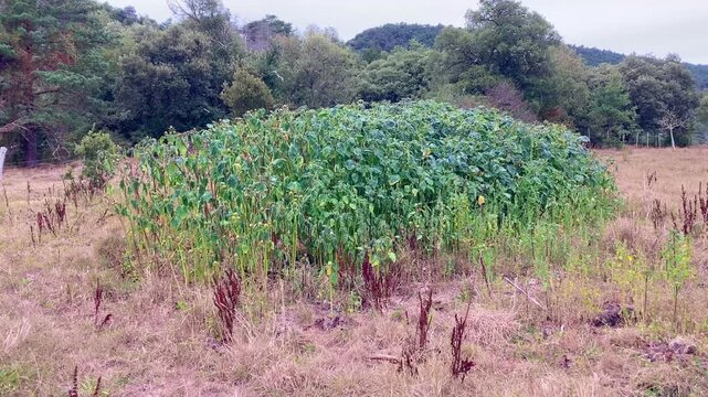 Meadow covered with the poisonous and hallucinogenic plant thorn apple (Datura stramonium)