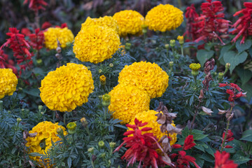yellow flowers in the garden