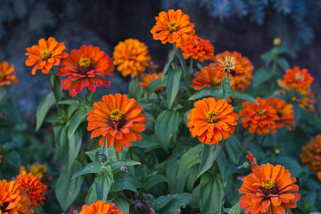 orange flowers in the garden