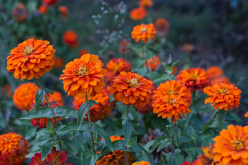 orange flowers in the garden