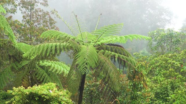 January in the tropics. Mountain cloud forest, hylea creating most productive ecosystem. Tree ferns like Cyathea, living relics. Island Borneo. Antiseptic properties