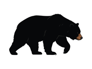 Fototapeta premium Illustration of a Walking Black Bear on White