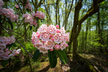 A close up view of mountain laurel flowers blooming in a forest during the springtime season