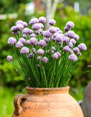 Chives in terracotta pot