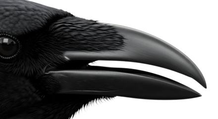 Raven Bird Close Up Head and Beak