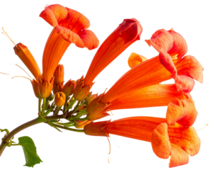  Single Trumpet Vine Stem Angled Side View, Isolated