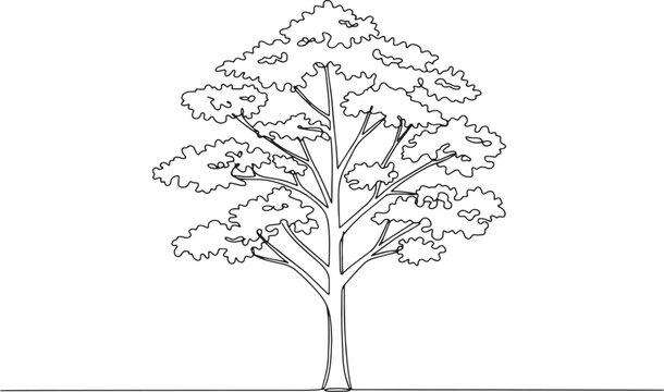 Elegant single line drawing of a Kentucky Coffeetree isolated ag