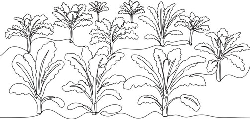 Monochrome Line Drawing of Kale Plantation Field with Young Tree