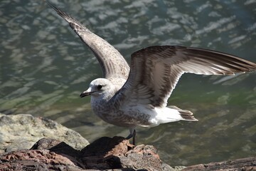 A young gull is standing with spread wings on a rocky beach in sunny summer day.