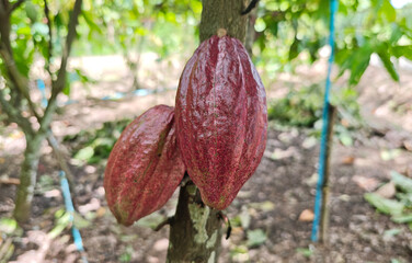 Red Cocoa pods hanging on tree in cocoa plantation